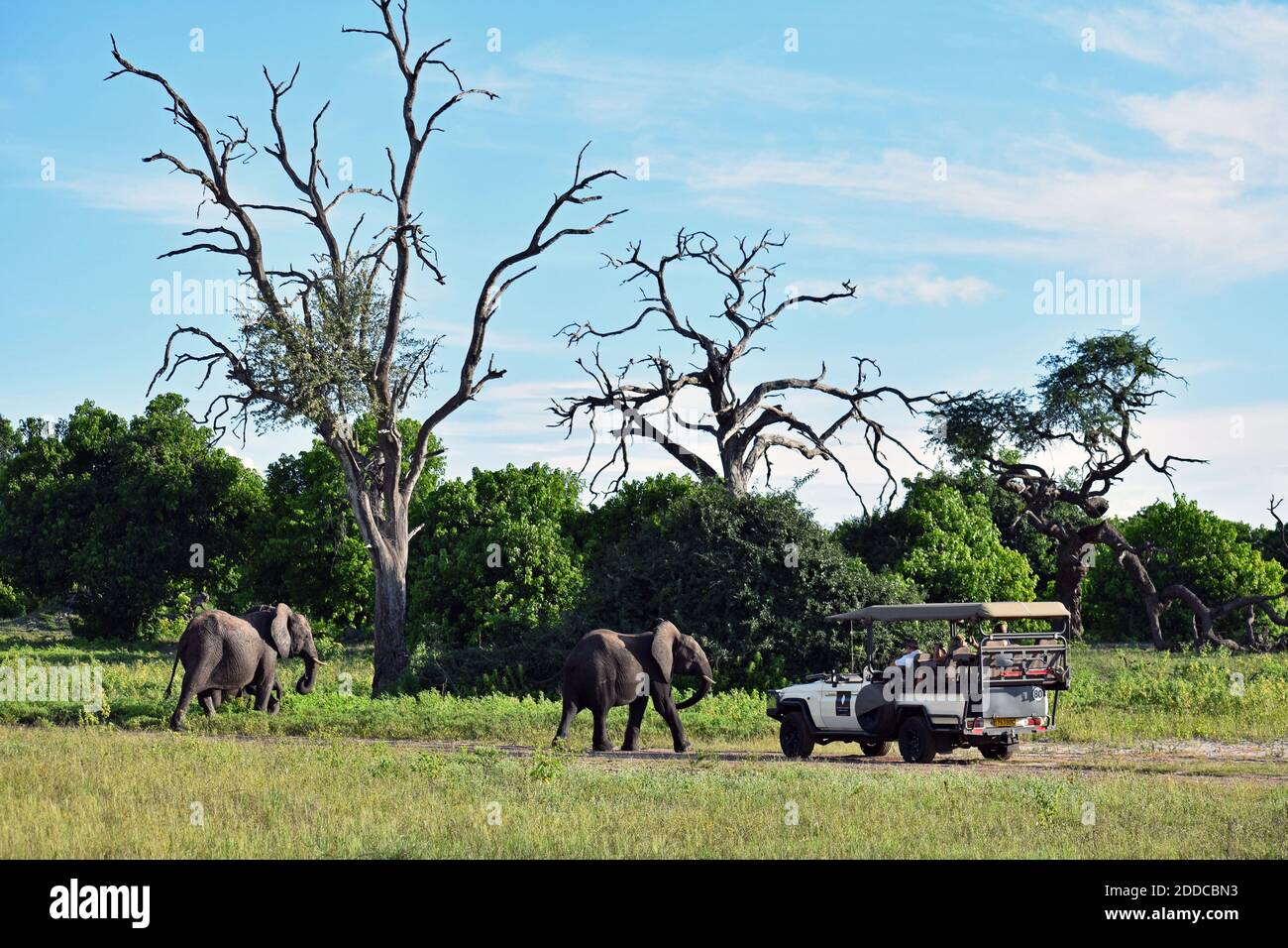 Ein Wildfahrzeug mit Touristen auf Safari beobachten zwei Afrikanische Elefanten (Loxodonta Africana) überqueren einen Feldweg in Chobe National Park, Botswana Stockfoto