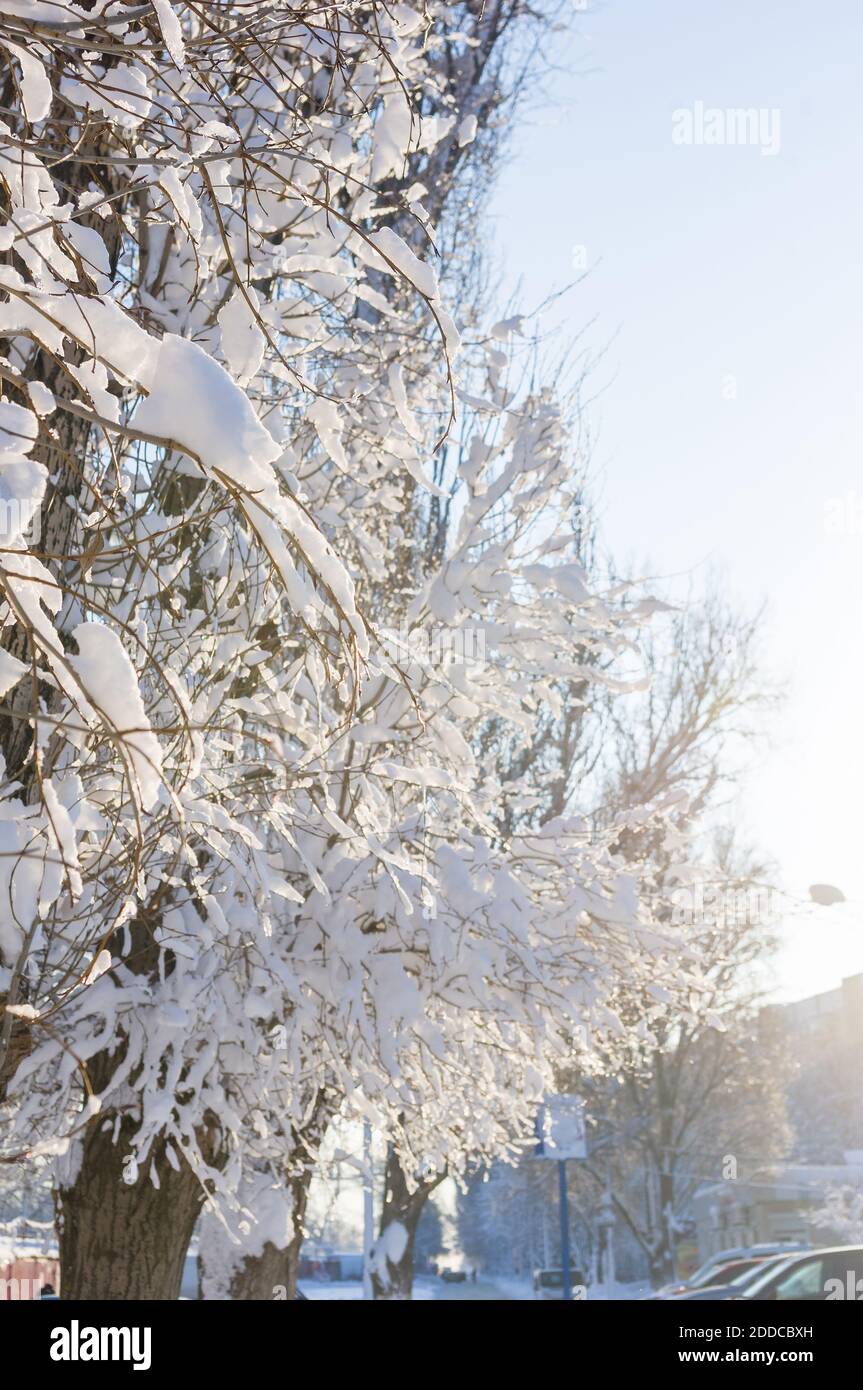 Winterlandschaft - Schnee und Eiszapfen auf Ästen funkeln In den Strahlen der hellen Sonne Stockfoto