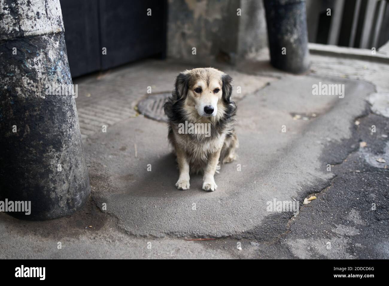 Trauriger Hund, der allein auf der Straße sitzt. Übernehmen Sie ein Hundekonzept Stockfoto
