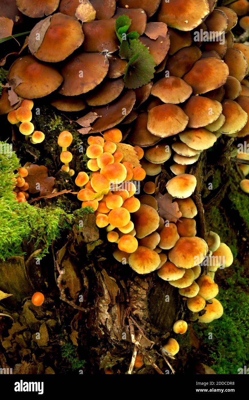 Baumstamm überwuchert von braunen Pilzen Stockfoto