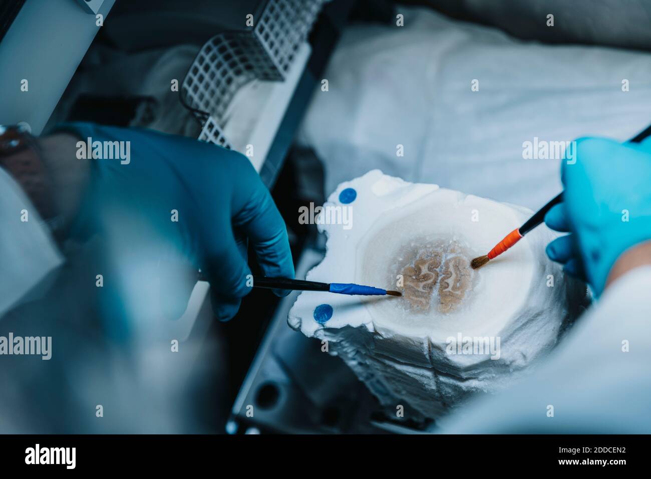 Wissenschaftler, der die Scheibe des menschlichen Gehirns vorbereitet, während er beim Gefrierschrank steht Im Labor Stockfoto