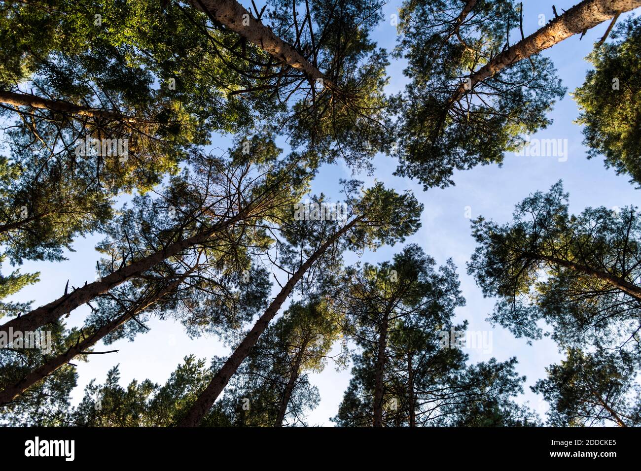 Vordächer von Waldbäumen Stockfoto