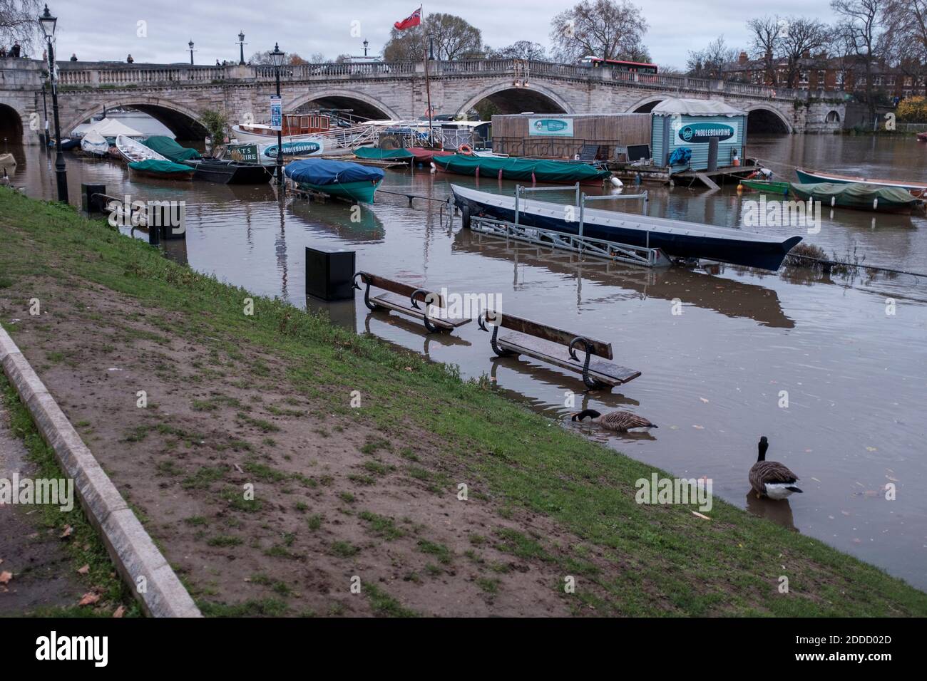 Themse bei Flut, überflutet Richmond Riverside, Richmond upon Thames, Surrey, Großbritannien Stockfoto