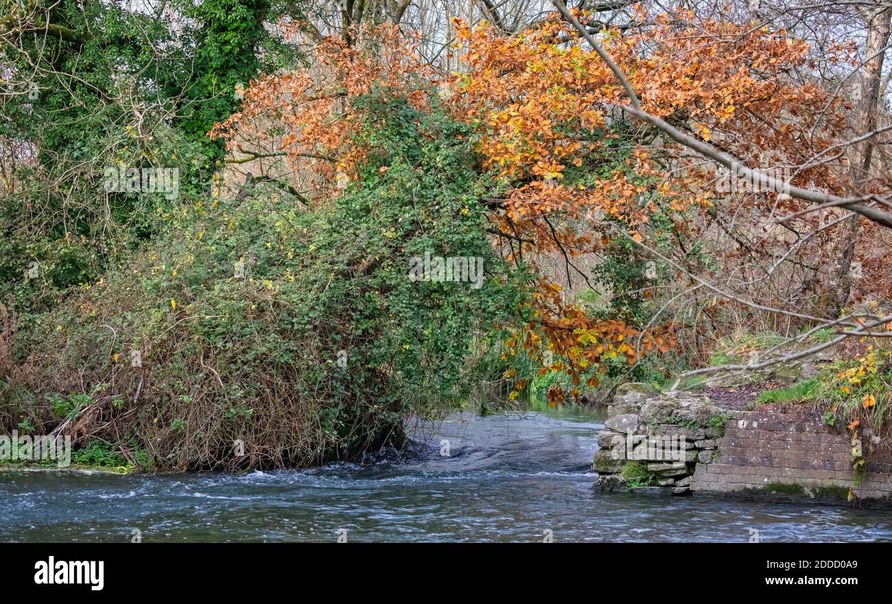 Rasant fließender geschwollener Fluss, der zwischen herbstlichen Bäumen mit goldenem Wasser fließt Blätter Stockfoto