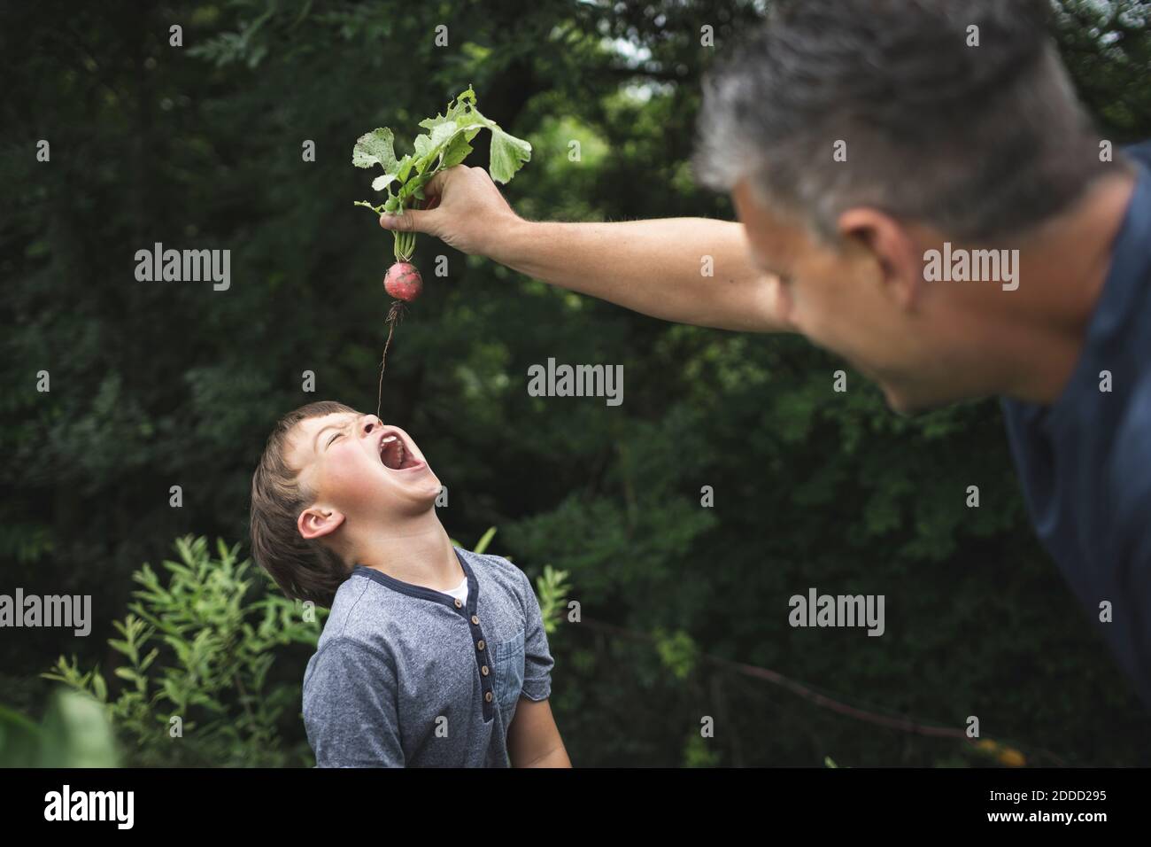 Verspielter Vater hält Rettich über Sohn mit offenem Mund während Gartenarbeit im Garten hinter dem Hof Stockfoto