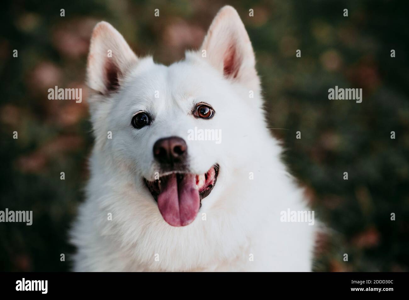 Weißer Hund sitzt im Wald Stockfoto