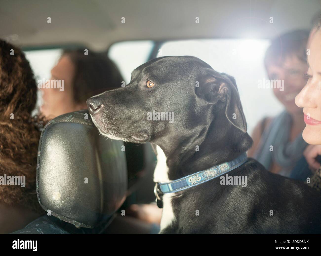 Frau mit Hund sitzt von Freunden im Auto während der Straße Reise Stockfoto