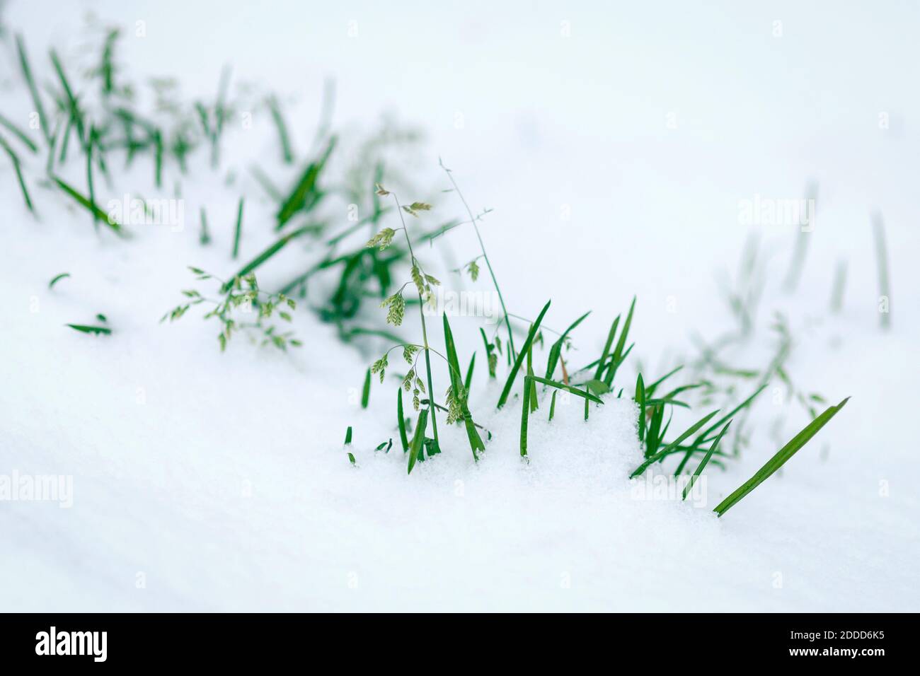 Grünes Gras bedeckt mit erstem weißen Schnee Stockfoto