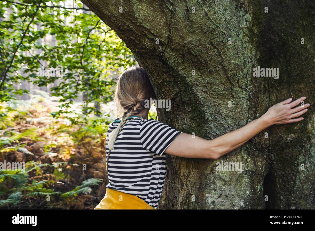 Junge Frau umarmt dicken Waldbaum Stockfoto
