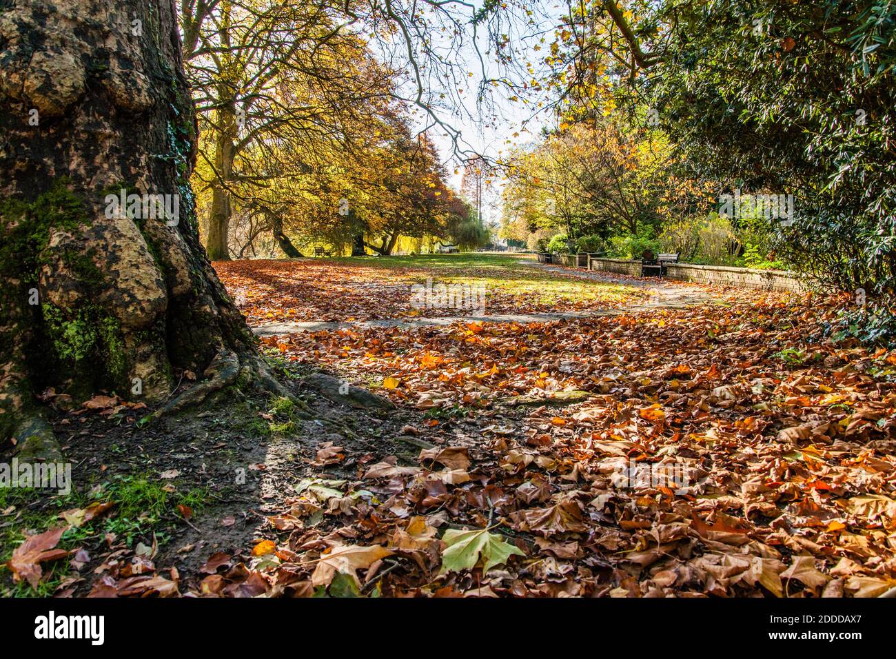Herbst: Bäume und gefallene Blätter im Ray Mill Island Park. Boulter's Lock, Maidenhead, Berkshire, England. Stockfoto