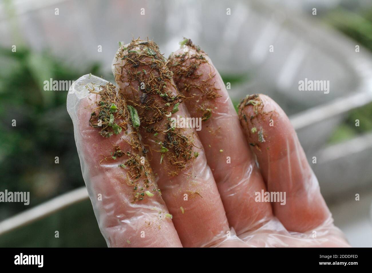 KEIN FILM, KEIN VIDEO, KEIN TV, KEIN DOKUMENTARFILM - David Behrns zeigt den klebrigen 'Finger Hash', der auf seinem Handschuh während der Arbeit im Trimmraum bei Medicine man in Denver zurückgelassen wurde. "Es kommt überall hin", sagte er über das Marihuana, "und du riechst wie Willie Nelsons Liebekind, wenn du nach Hause kommt." Denver, CO, USA, Februar 2014. Foto von Kai-Huei Yau/Tri-City Herald/MCT/ABACAPRESS.COM Stockfoto