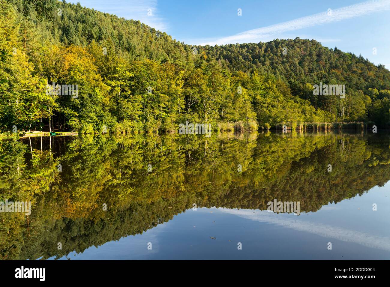 Grüne Waldbäume spiegeln sich auf der glänzenden Oberfläche des Seehof-Weiher Sees Stockfoto