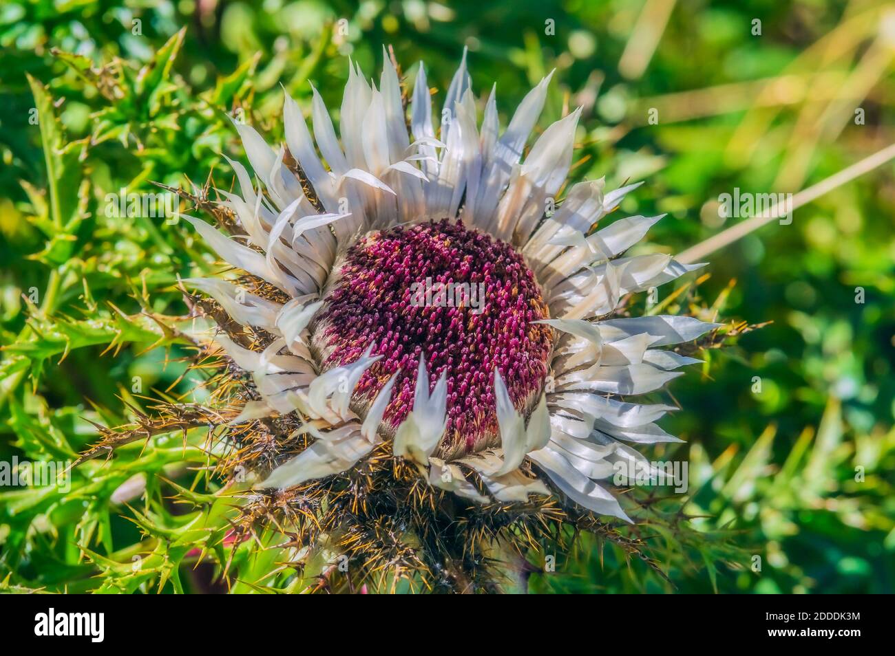 Silberdistel (Carlina acaulis) wächst im Freien Stockfoto