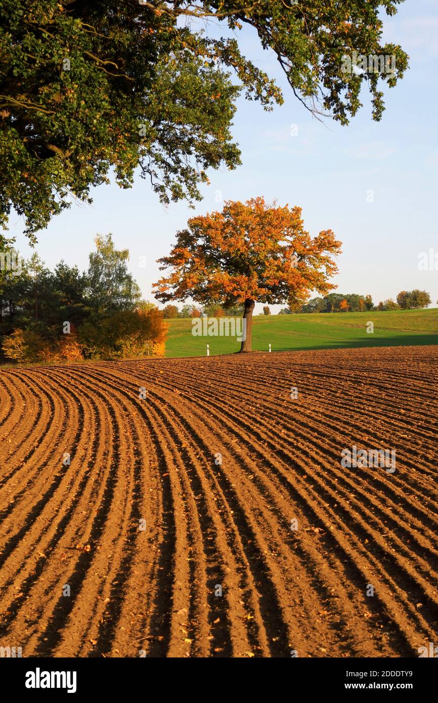 Braun gepflügt Feld im Herbst Stockfoto