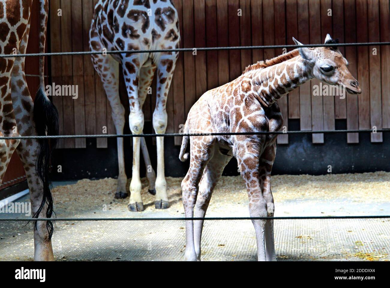 Giraffe Wort Stockfotos Und Bilder Kaufen Alamy