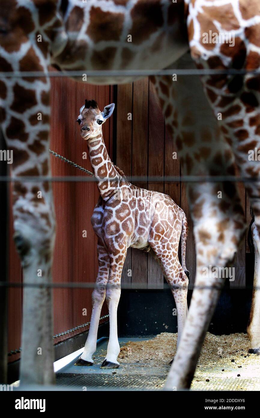 Giraffe Wort Stockfotos Und Bilder Kaufen Alamy