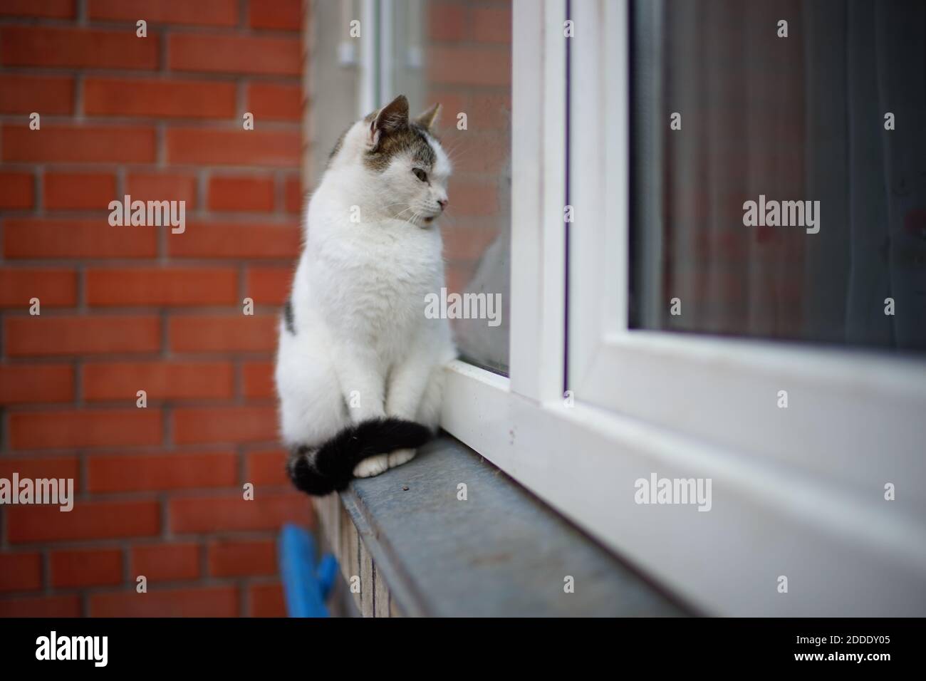 Neugierige weiße Katze sitzt auf der Fensterbank und Hebeln in Angezeigt Stockfoto