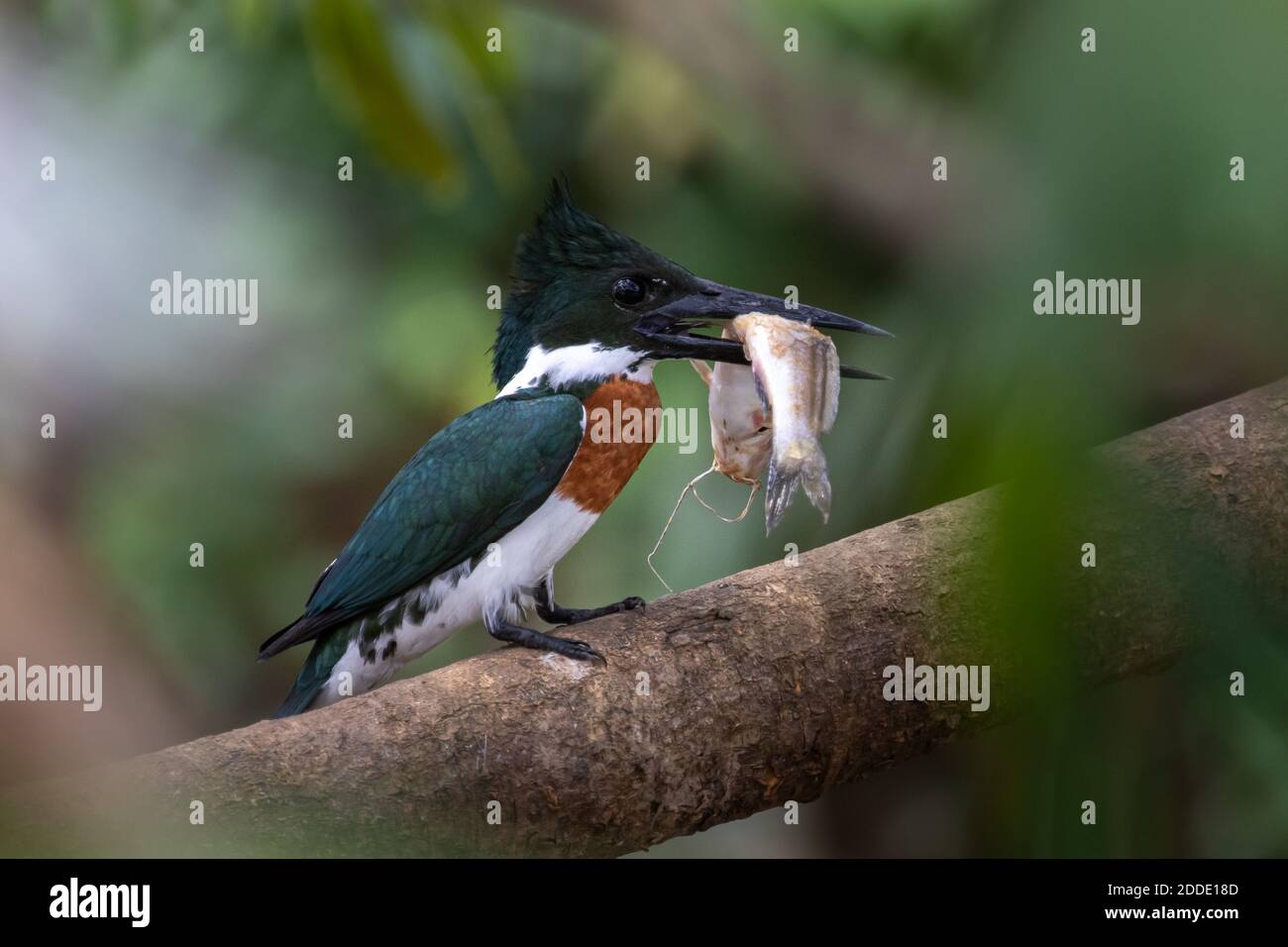 Ein Amazone Eisvogel sitzt auf einem Zweig mit einem frischen Fang eines großen Wels in Costa Rica Stockfoto