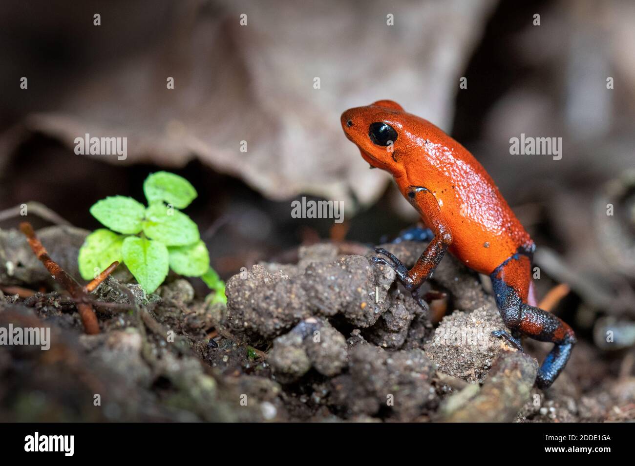 Nahaufnahme einer typischen Costa Rica Blue Jeans Farbe Morph Dart Frosch Stockfoto