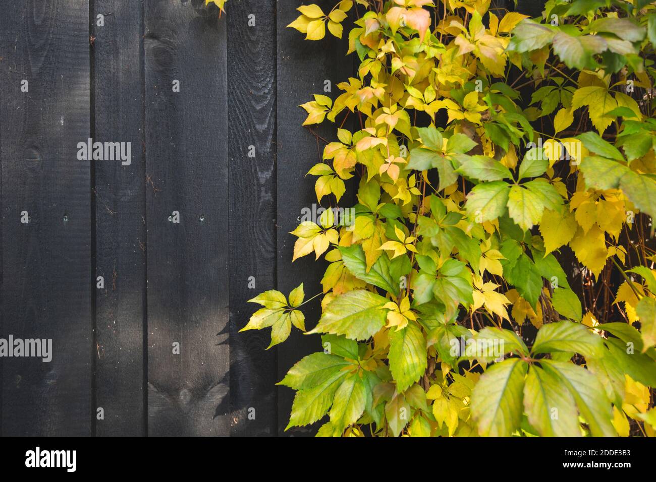 Deutschland, Brandenburg, Potsdam, im Herbst gelbe Reben Stockfoto