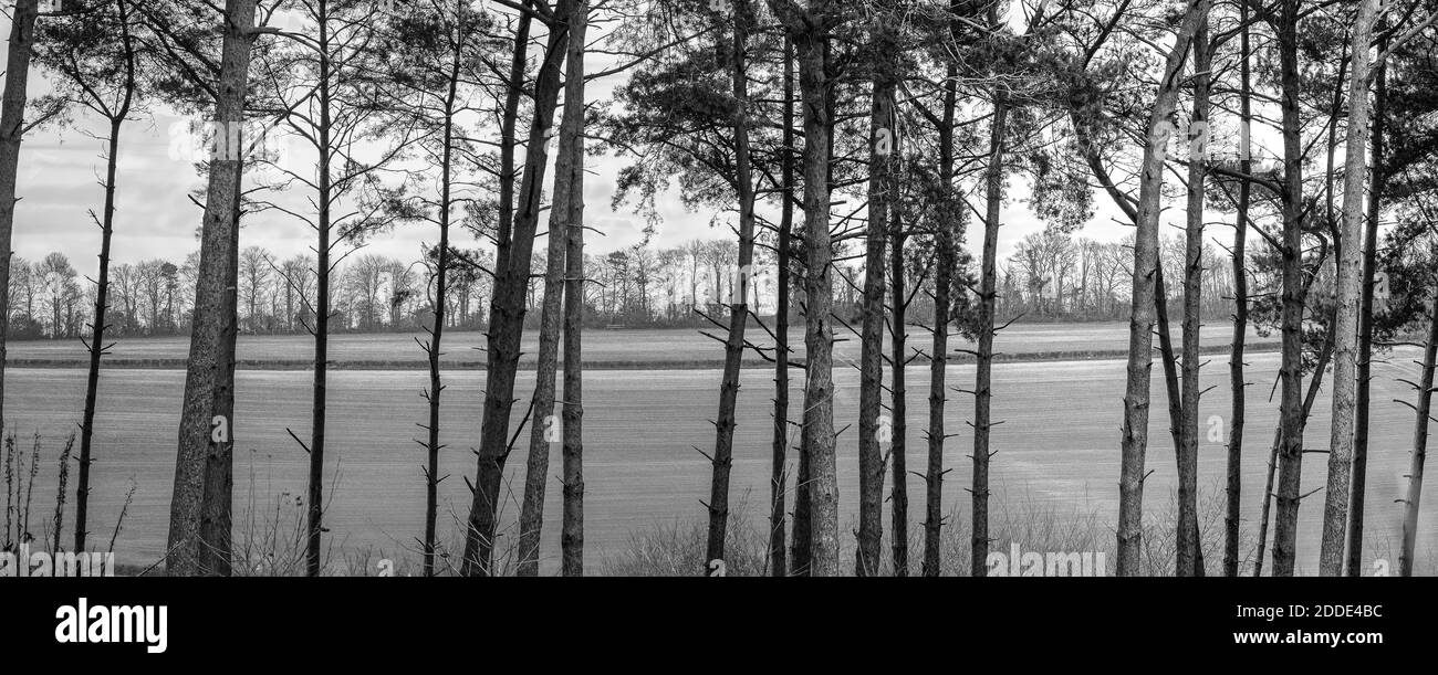 Baumlandschaft in Chantry-Wäldern Stockfoto