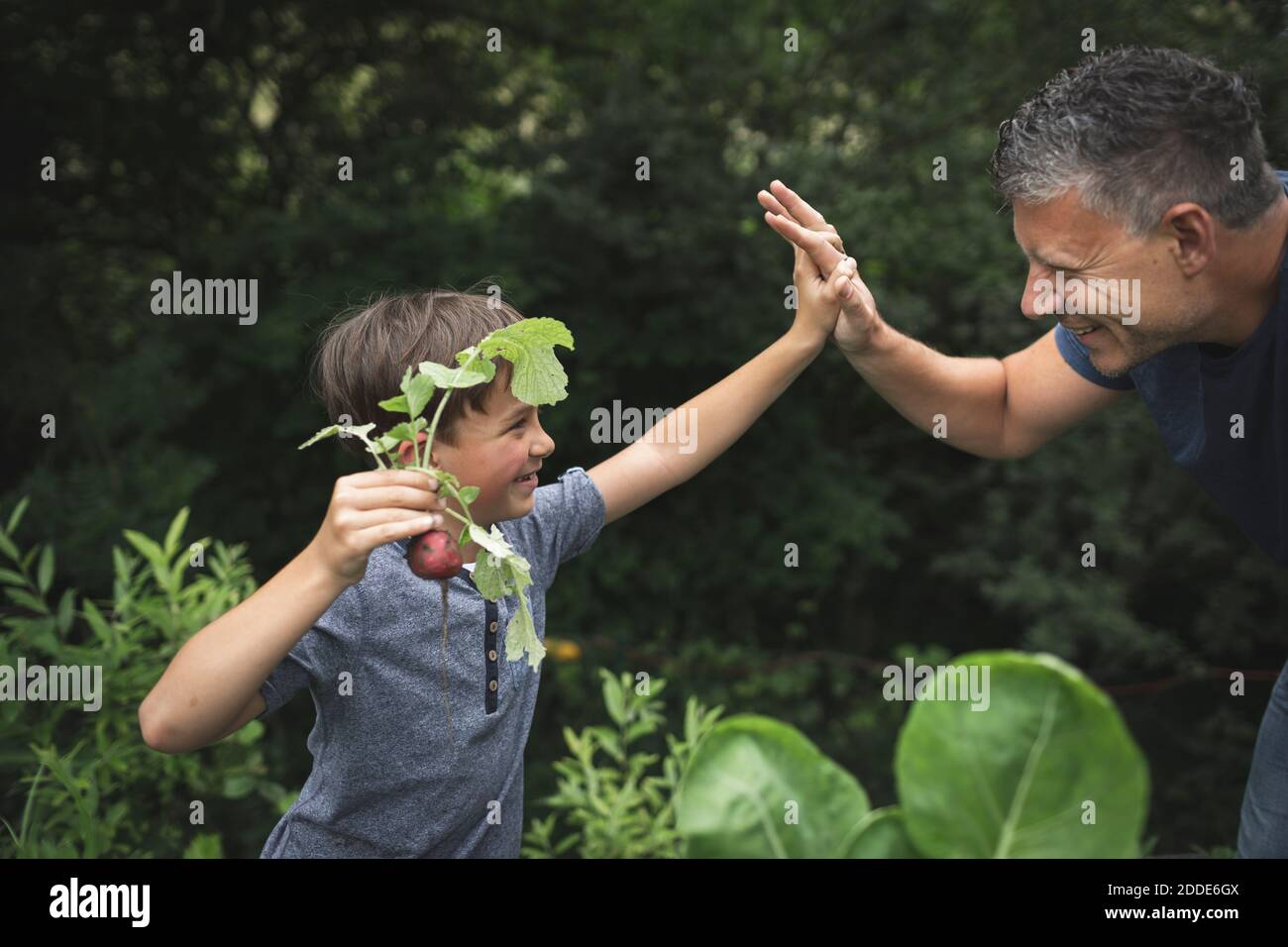 Glücklicher Junge, der dem Vater High-five gab, während er Rettich in sich hielt Garten Stockfoto