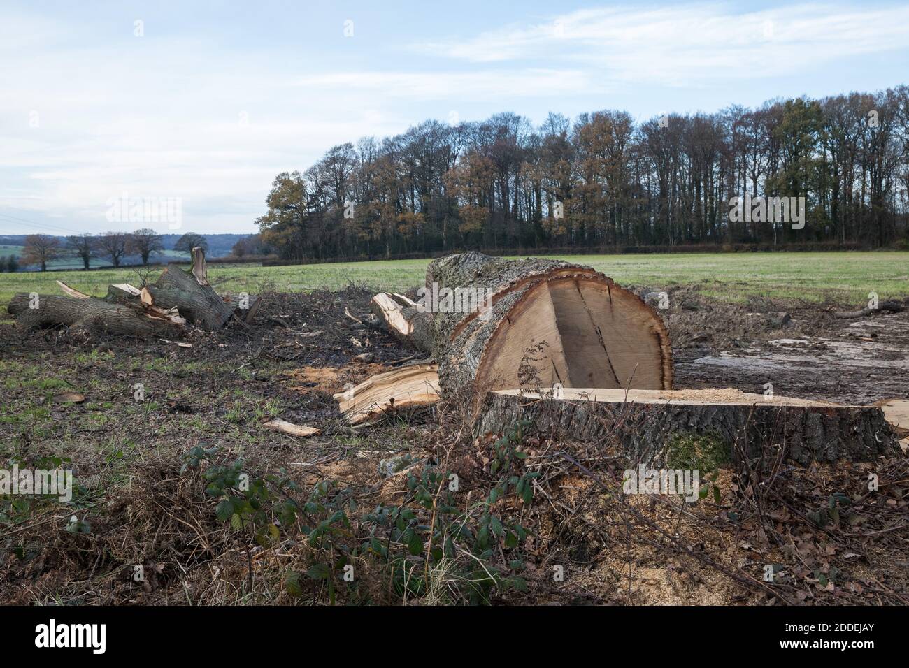 Aylesbury Vale, Großbritannien. November 2020. Ein reifer Baum in der Nähe des Grabens von GrimÕs, der von den Auftragnehmern für die Hochgeschwindigkeits-Eisenbahnverbindung HS2 gefällt wurde. GrimÕs Graben ist ein angeplantes antikes Denkmal, ein Erdwerk, das vermutlich im 1. Jahrtausend v. Chr. entstanden ist und von historisch wichtigen Hecken begrenzt wird, und das HS2-Projekt wird voraussichtlich etwa ein Drittel eines 350 Meter langen Abschnitts des Grabens zerstören. Kredit: Mark Kerrison/Alamy Live Nachrichten Stockfoto