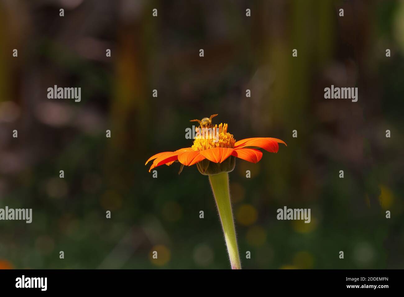Hinterleuchtete Honigbiene, die auf einem leuchtend orangefarbenen Blütenkopf sitzt, zum Betrachter hin. Stockfoto