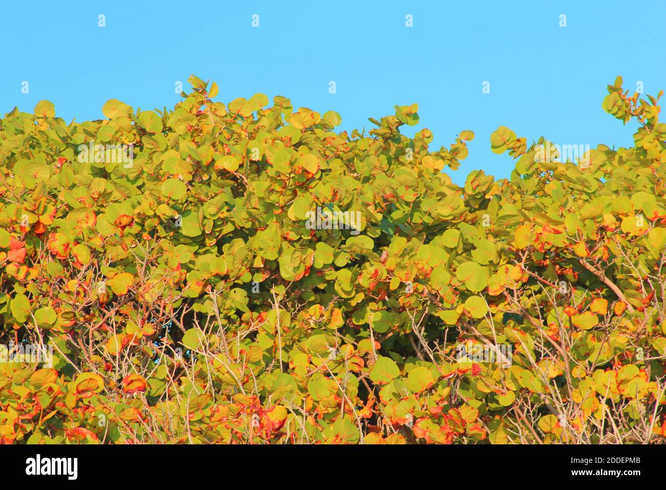 Mittlere Aufnahme von Bäumen an einem schönen blauen Himmel Tag Stockfoto