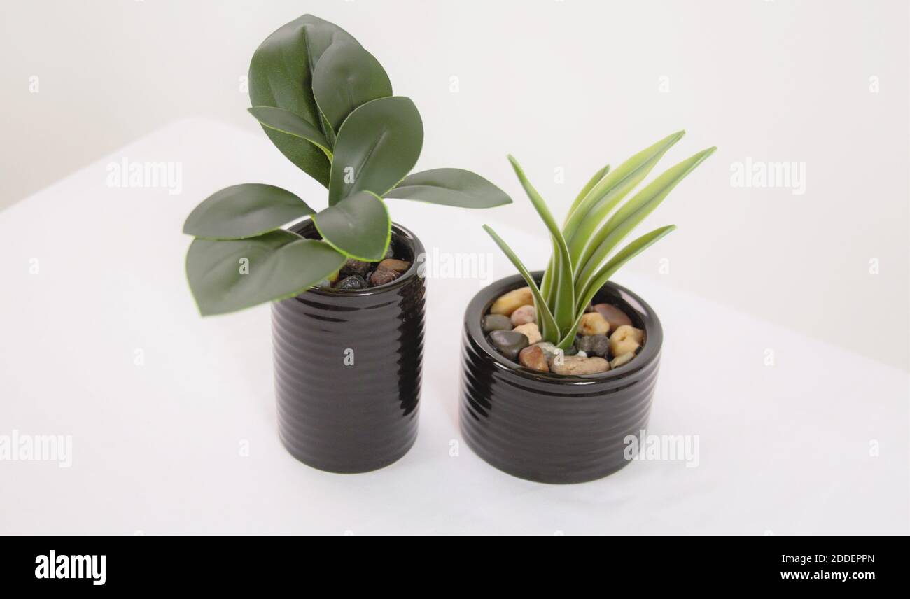 Produktaufnahme von 2 gefälschten Pflanzen im Studio Stockfoto