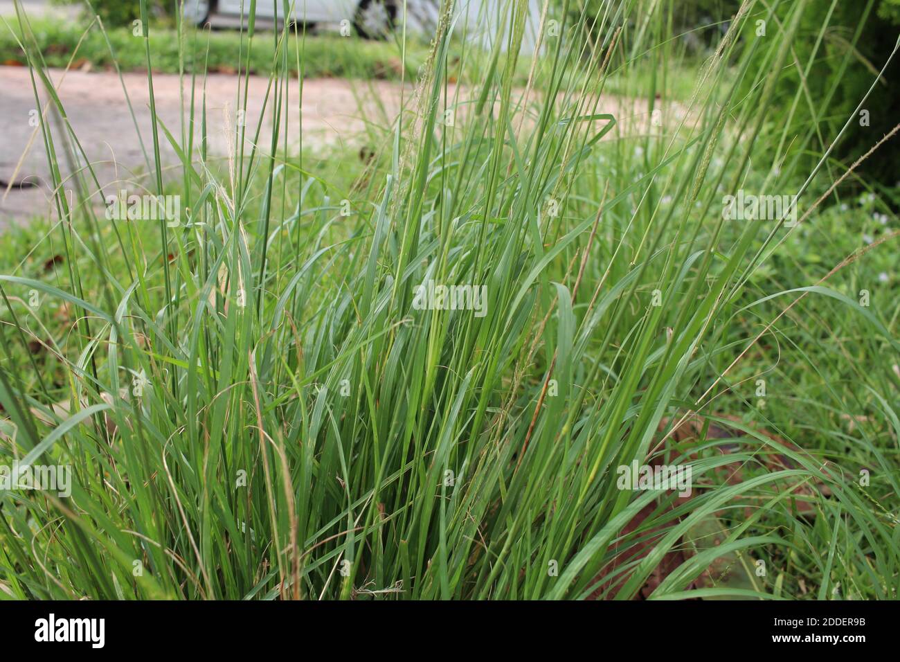 Hohes Gras mittlerer Schuss Stockfoto