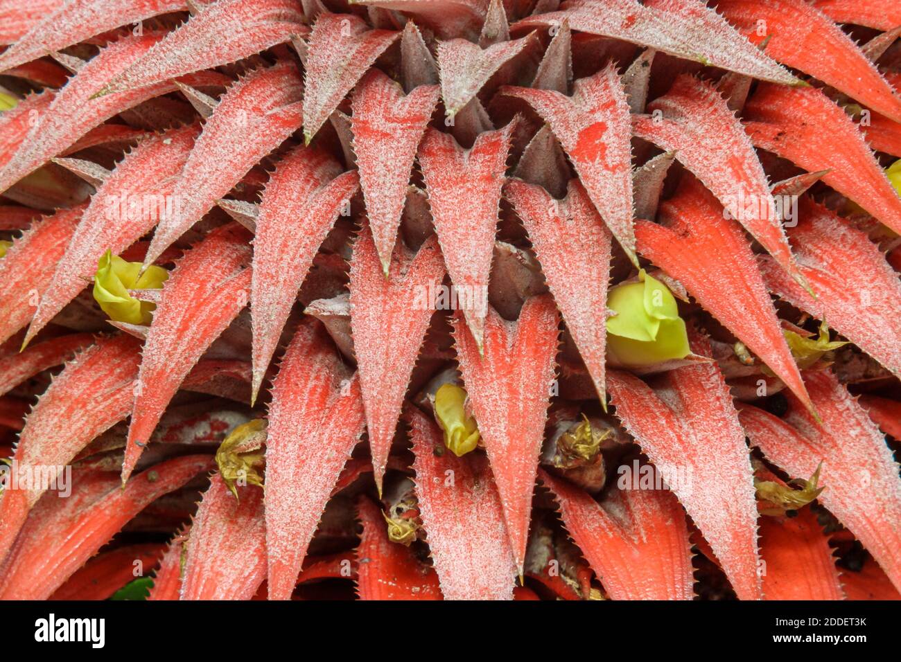 Miami Florida, Coral Gables Fairchild Tropical Botanic Gardens, orange gelbe Blumenpflanzen Detail, Stockfoto