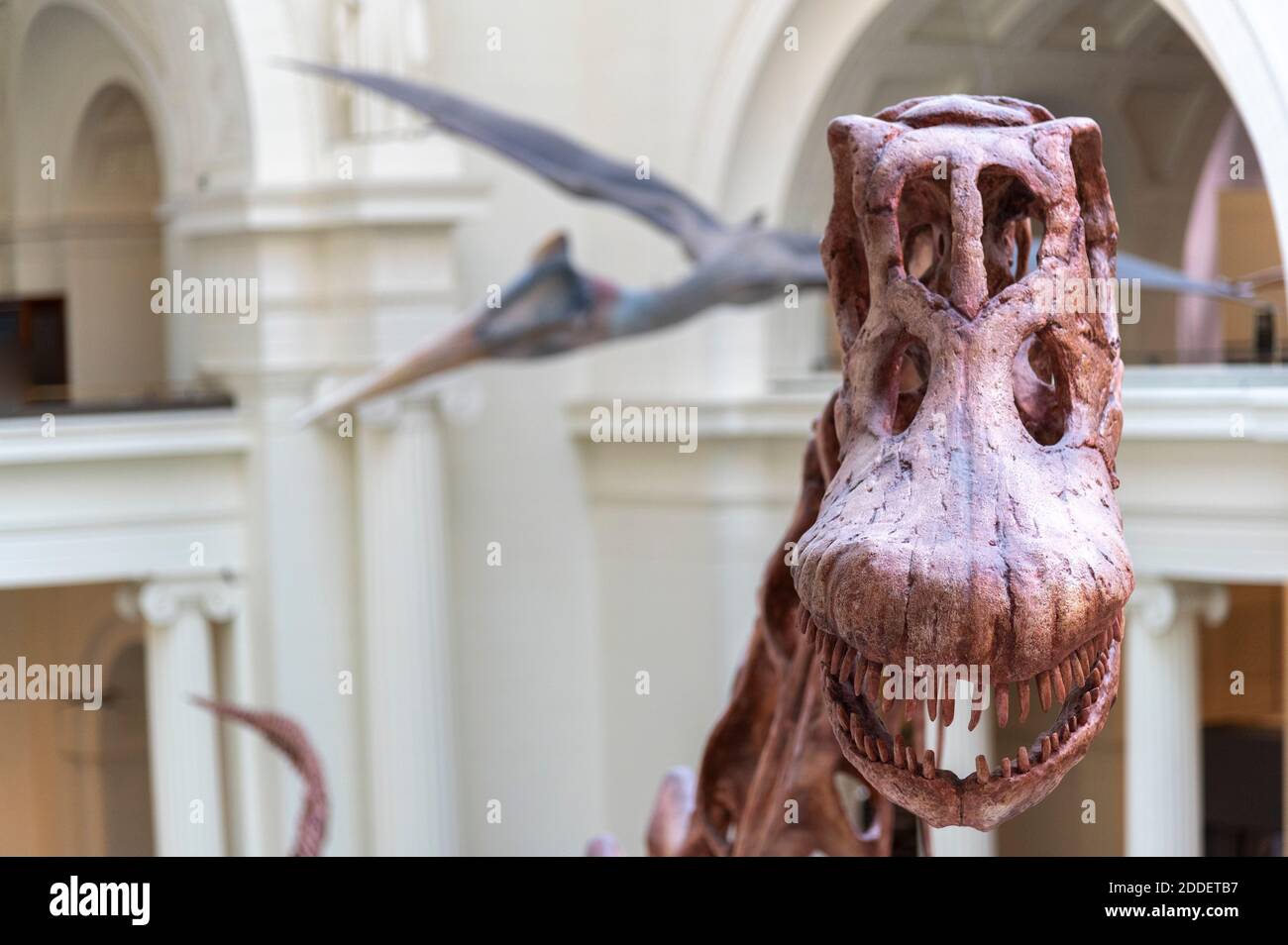 Maximo der Titanosaur eine langhalsige Pflanze, die Dinosaurier frisst Die Stanley Field Hall im Field Museum in Chicago Stockfoto