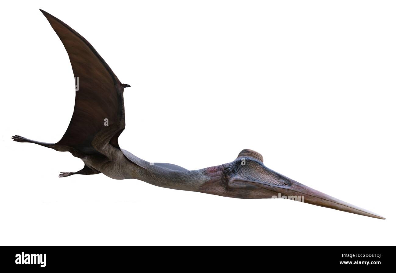 Modell eines Flugsauriers im Field Museum in Chicago Stockfoto