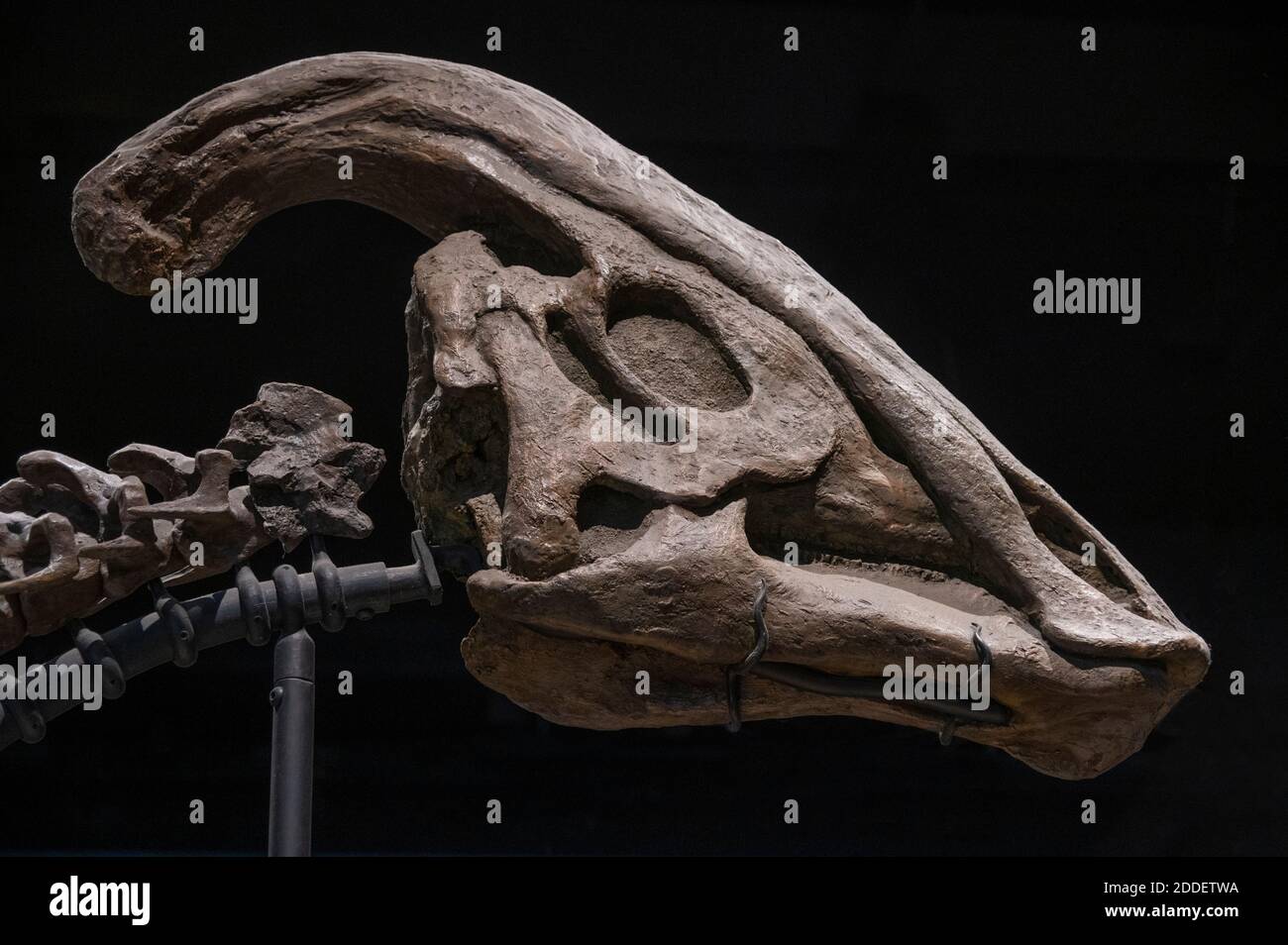 Kopf eines Entenschnabel Dinosaurier im Field Museum In Chicago Stockfoto