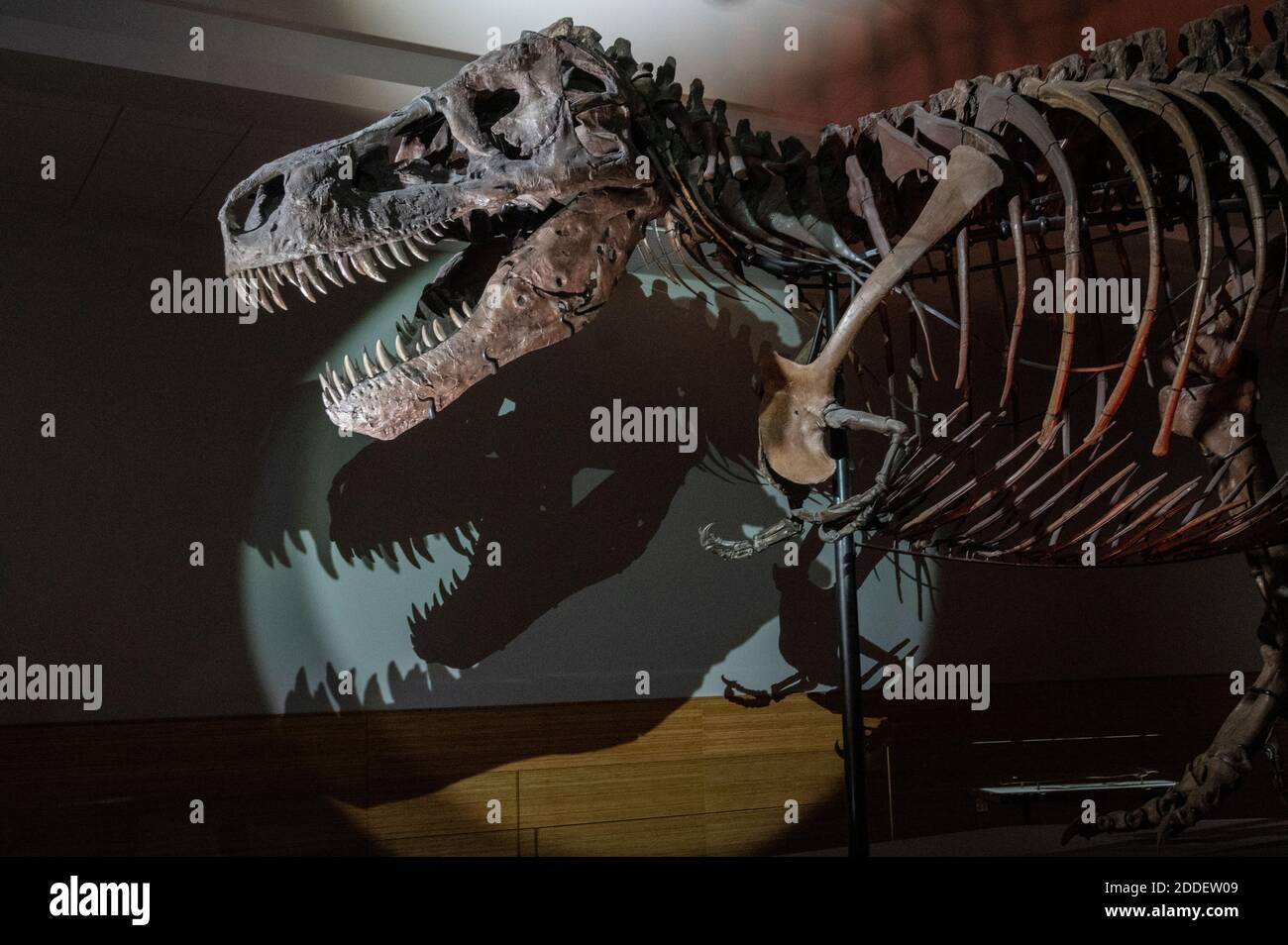 Sue den Tyrannosaurus Rex Dinosaurier im Field Museum in Chicago Stockfoto
