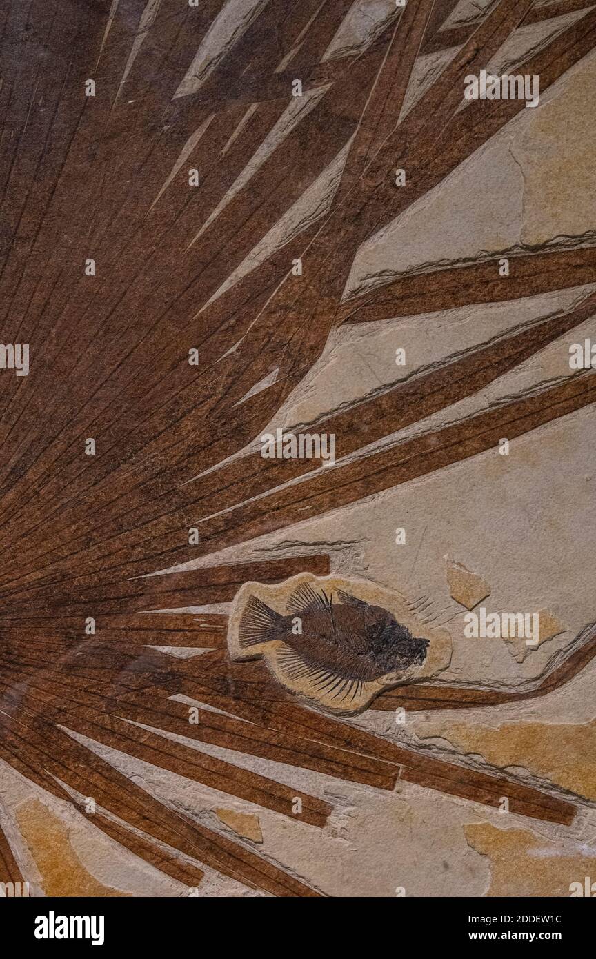 Palmblatt und fossile Fische erhalten Stockfoto