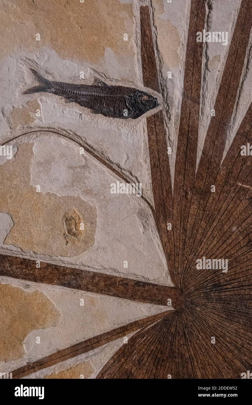 Palmblatt und fossile Fische erhalten Stockfoto