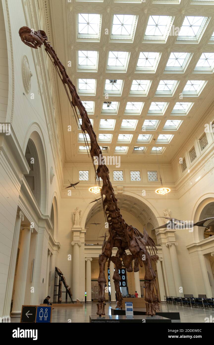 Maximo der Titanosaur eine langhalsige Pflanze, die Dinosaurier frisst Die Stanley Field Hall im Field Museum in Chicago Stockfoto