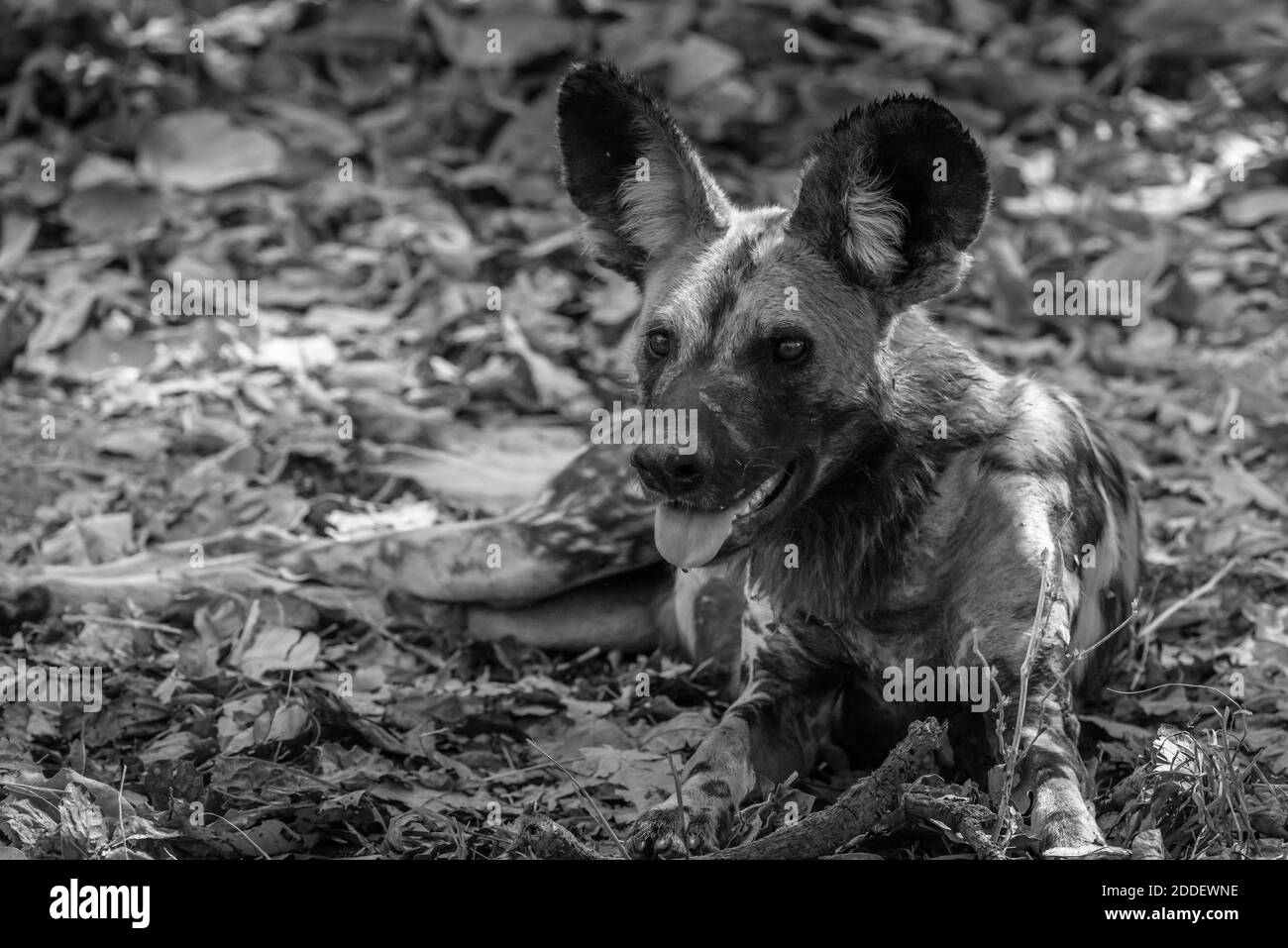 Bemalter Hund - Afrikanischer Hund Stockfoto