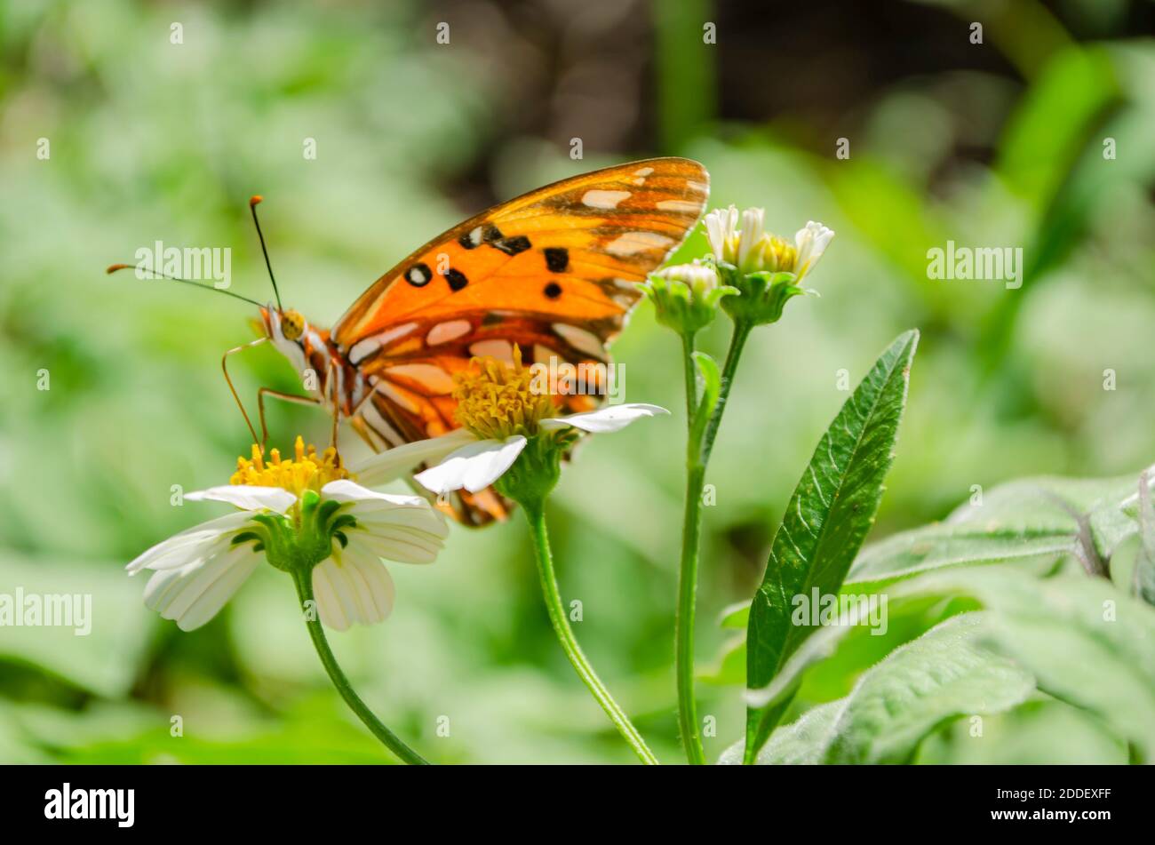 Seitenansicht Des Agrulis Vanillae Butterfly Stockfoto