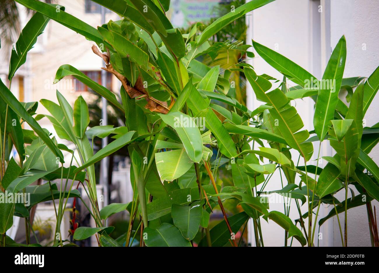 Riesige Blätter von Bananenbäumen in einer Plantage, Tamil Nadu, Indien Stockfoto