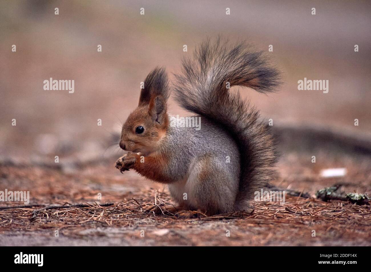 Eichhörnchen knabbert eine Nuss im Wald Stockfoto