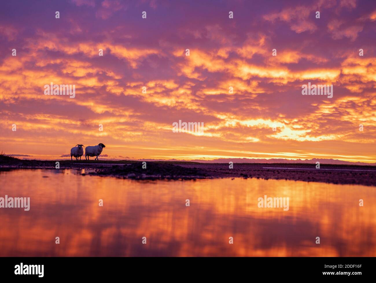 November 2020. Lauder, Scottish Borders. Schottland, Großbritannien. Ein atemberaubender Sonnenaufgang am Montagmorgen beginnt in der Grenzstadt Lauder. Schafe Stockfoto