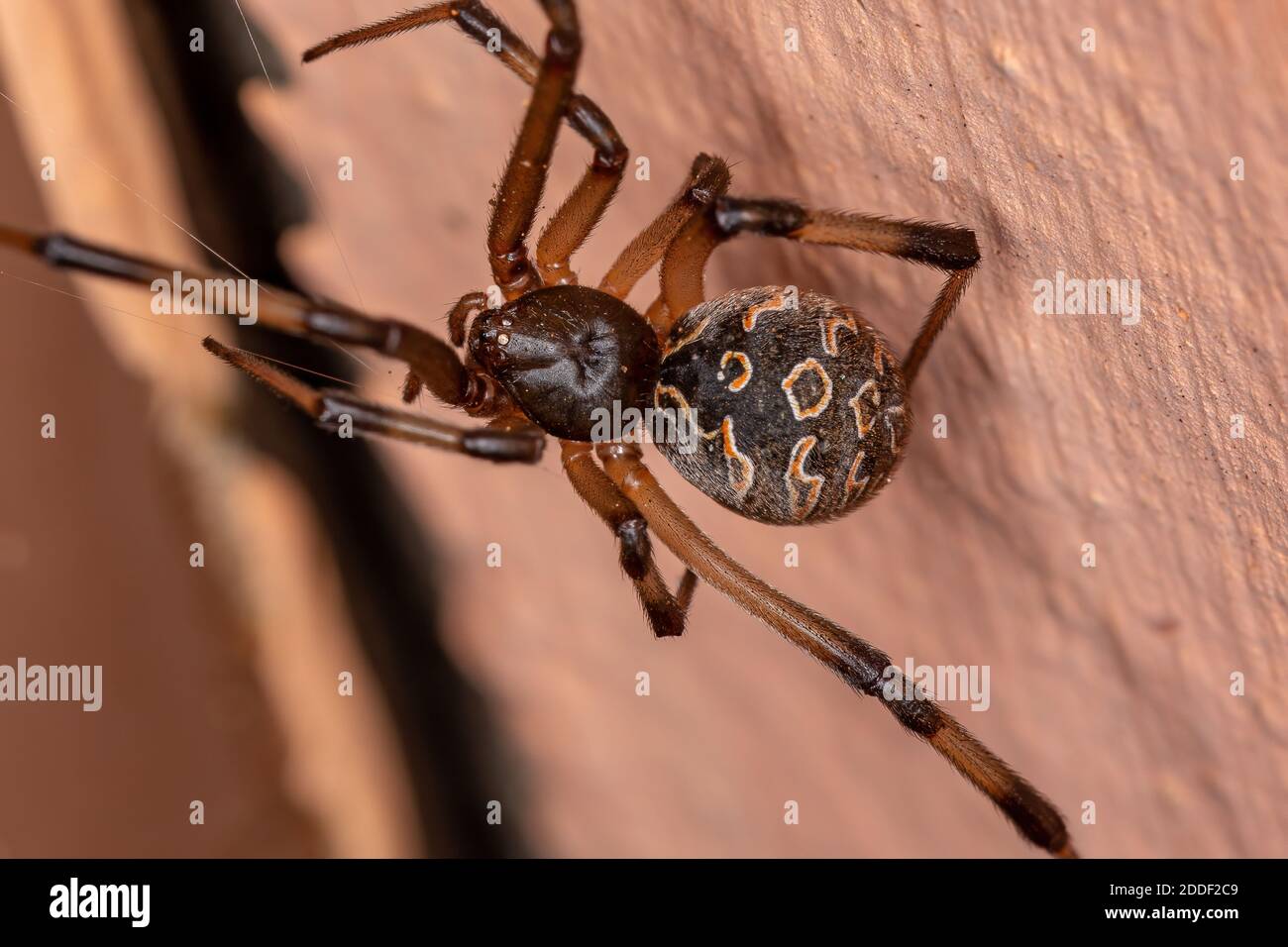 Braune Witwe der Art Latrodectus geometricus Stockfoto