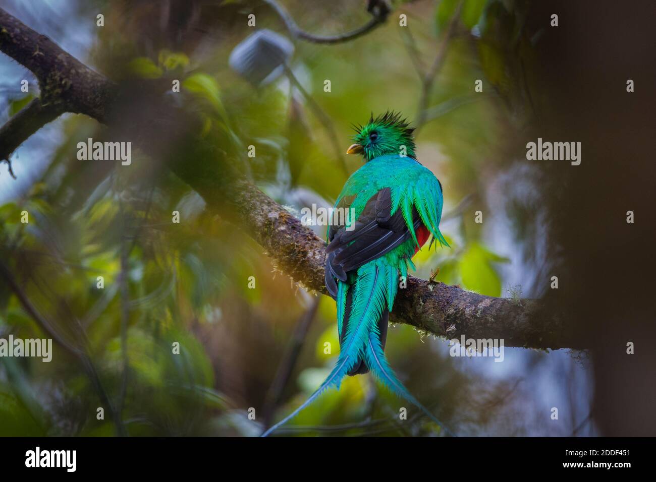 Die Tierwelt Panamas mit dem prächtigen Quetzal Pharomachrus Mocinno liegt im Nebelwald des Nationalparks La Amistad in der Provinz Chiriqui, Panama. Stockfoto