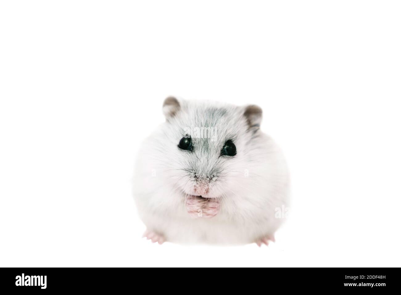 Dzungarian grau niedlichen Hamster auf einem weißen isolierten Hintergrund hält Nahrung in seinen Pfoten, isst und schaut auf die Kamera Stockfoto