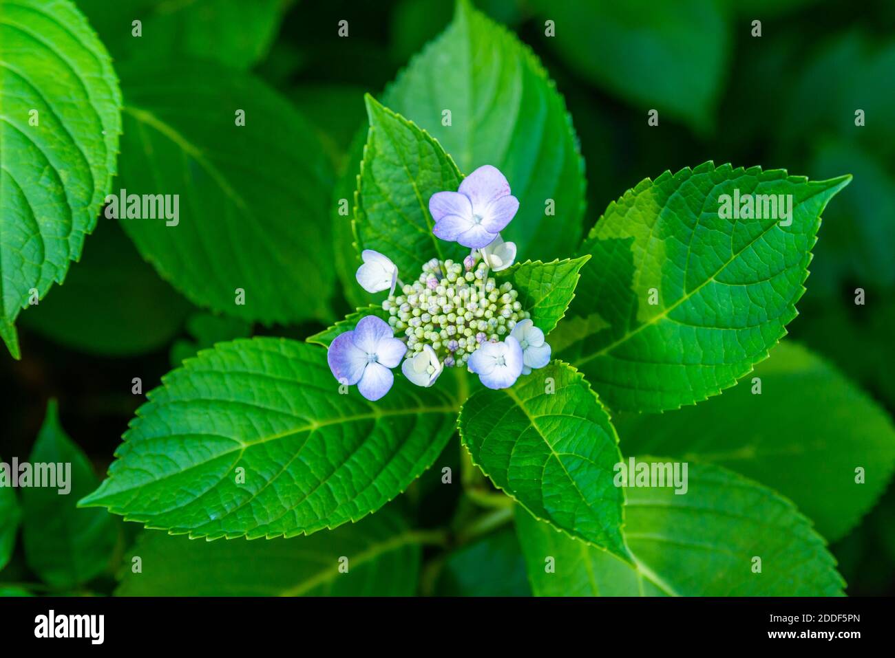 Hortensienblüte oder Hortensia macrophylla blüht im Frühjahr und Sommer in einem Garten. Nahaufnahme der rosa Hortensia oder Hortensia Blume Stockfoto