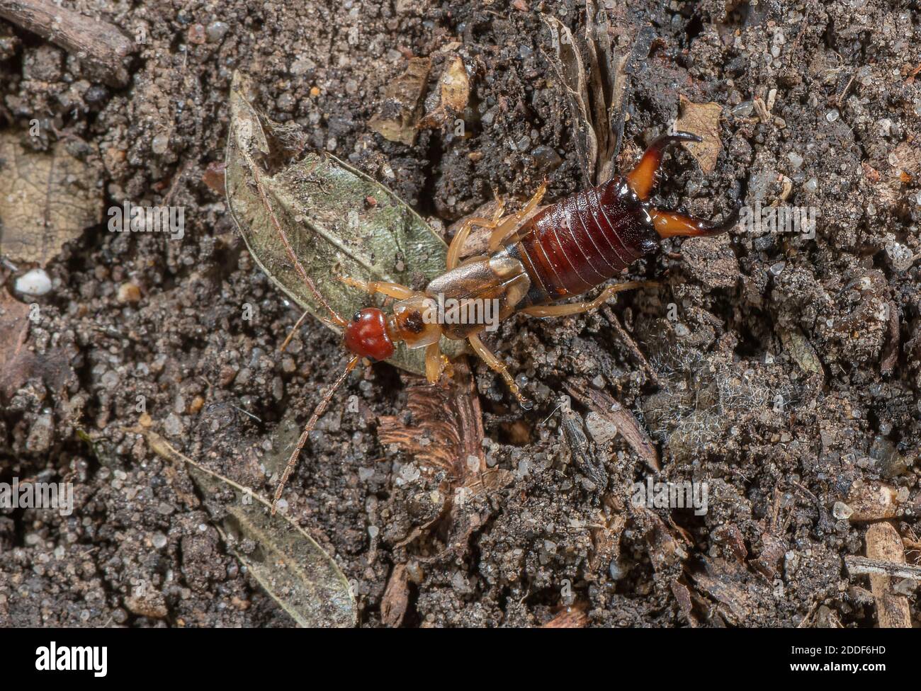 Männchen gemeiner Ohrmusch, Forficula auricularia, im Garten absragend. Stockfoto