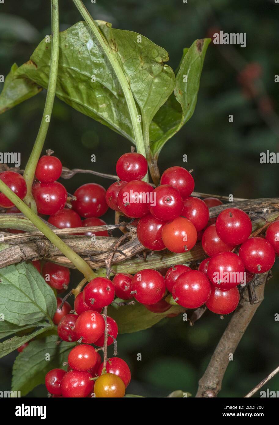 Die Beeren der Schwarzen Bryony, Dioscorea communis, in hedgerow, den frühen Herbst. Stockfoto